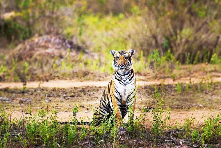 Book 5 Days Assam Tour Package with Natural Holidays - Top Guwahati Tour Operator, Guwahati Travel Agent for Northeast Tour